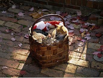 《KAGE～Shadow of The Ninja 绝影战士》今日8月29日正式发售！